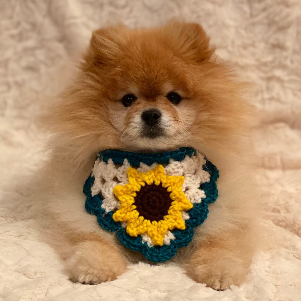 ❌SOLD❌ Crochet Sunflower Dog Bandana - Size S/M (ONE SIZE ONLY)